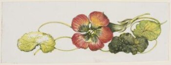 'Nasturtium' range by Susie Cooper Pottery