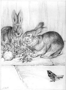 Two rabbits nibbling a turnip, watched by a sparrow thumbnail 1