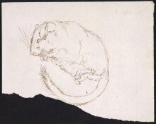 Study of a dormouse sleeping thumbnail 1