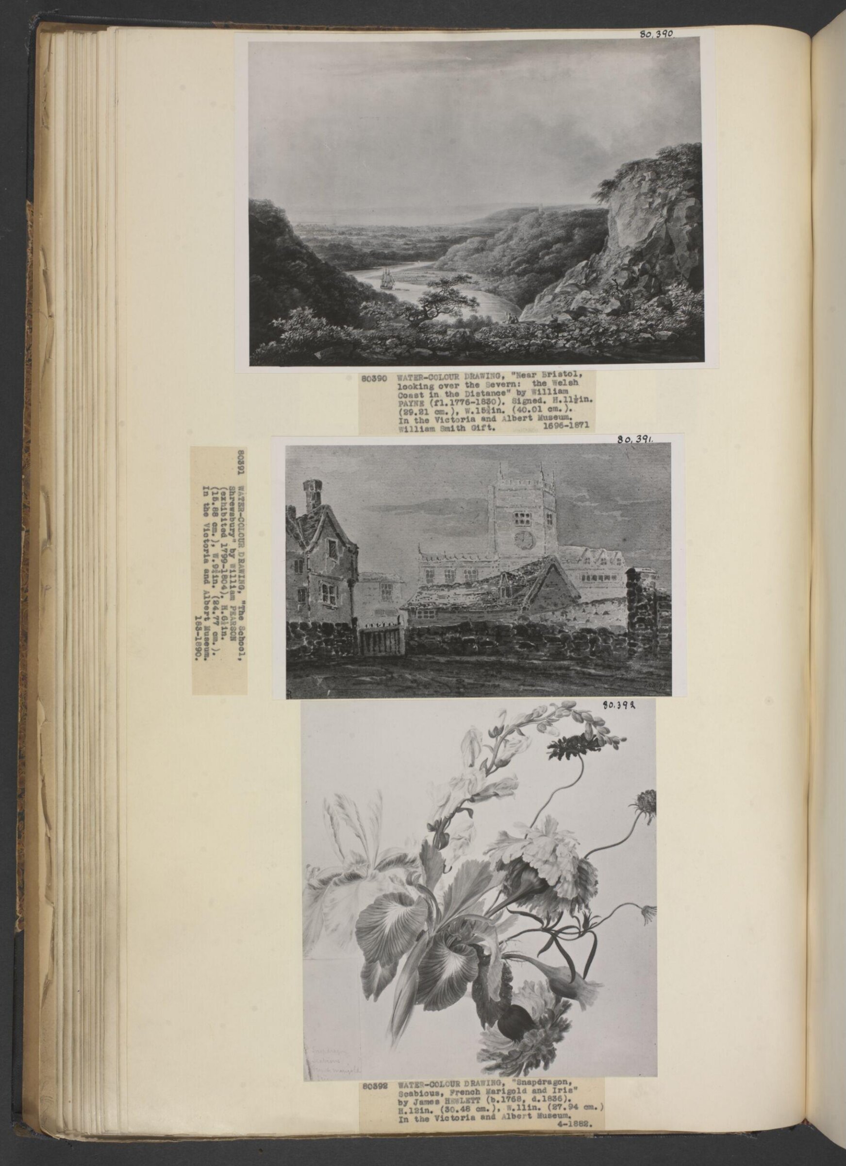 Group of flowers, James Hewlett, ca. 1810-35
