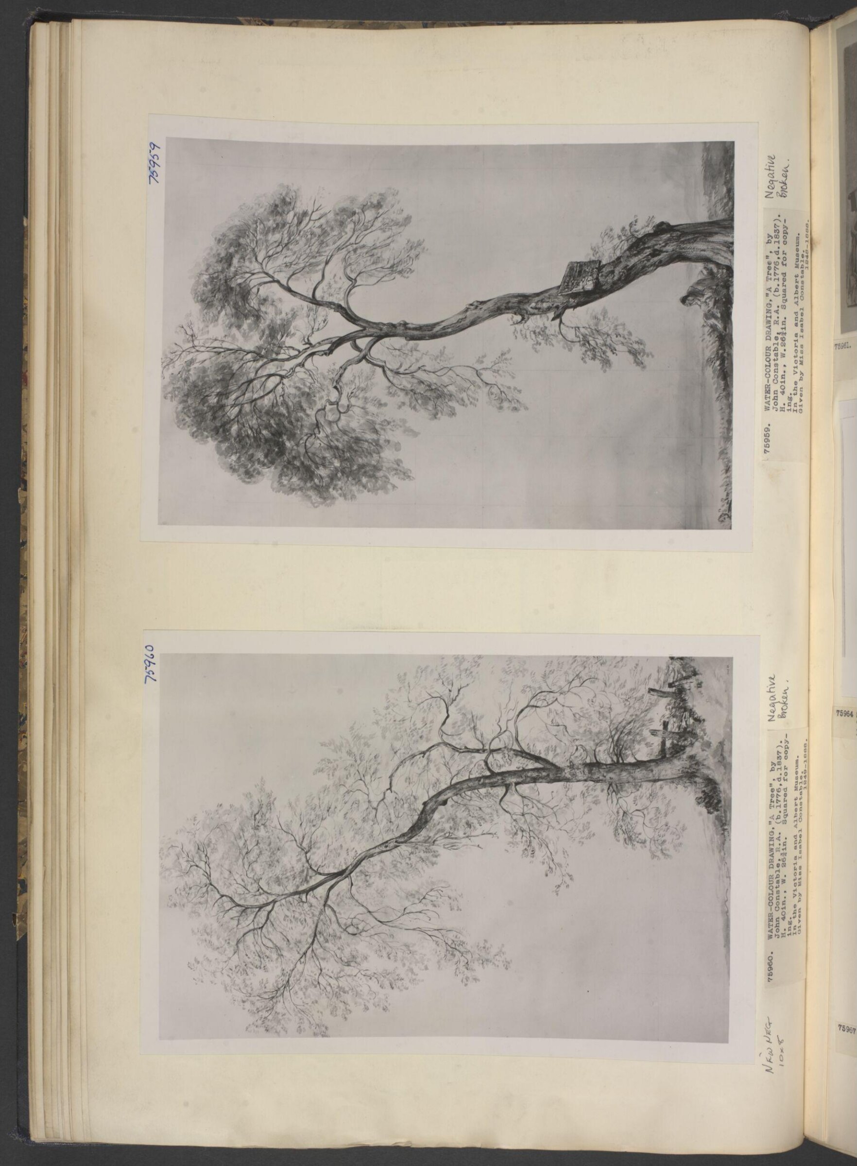 An ash tree, John Constable, ca. 1835