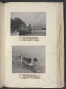 A dog watching a rat in the water at Dedham thumbnail 1