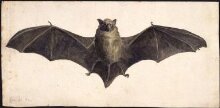 Front view of a bat  thumbnail 1