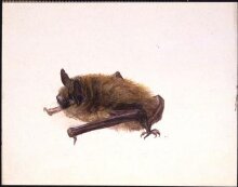 Side view of a bat with wings folded thumbnail 1