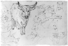 Studies of a bullock and of foxes thumbnail 1