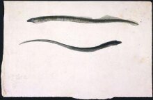 Two views of a lamprey thumbnail 1