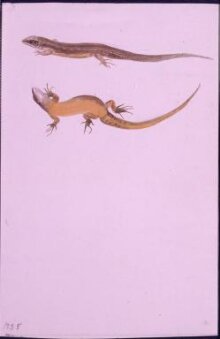 Drawings of common or viviparous lizard thumbnail 1