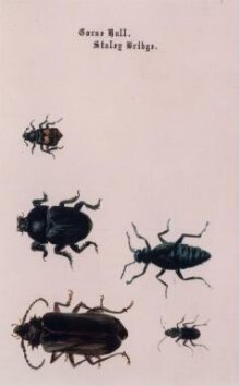 Five beetles thumbnail 1