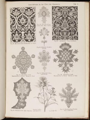 Araceenformen in der Flora des Ornaments