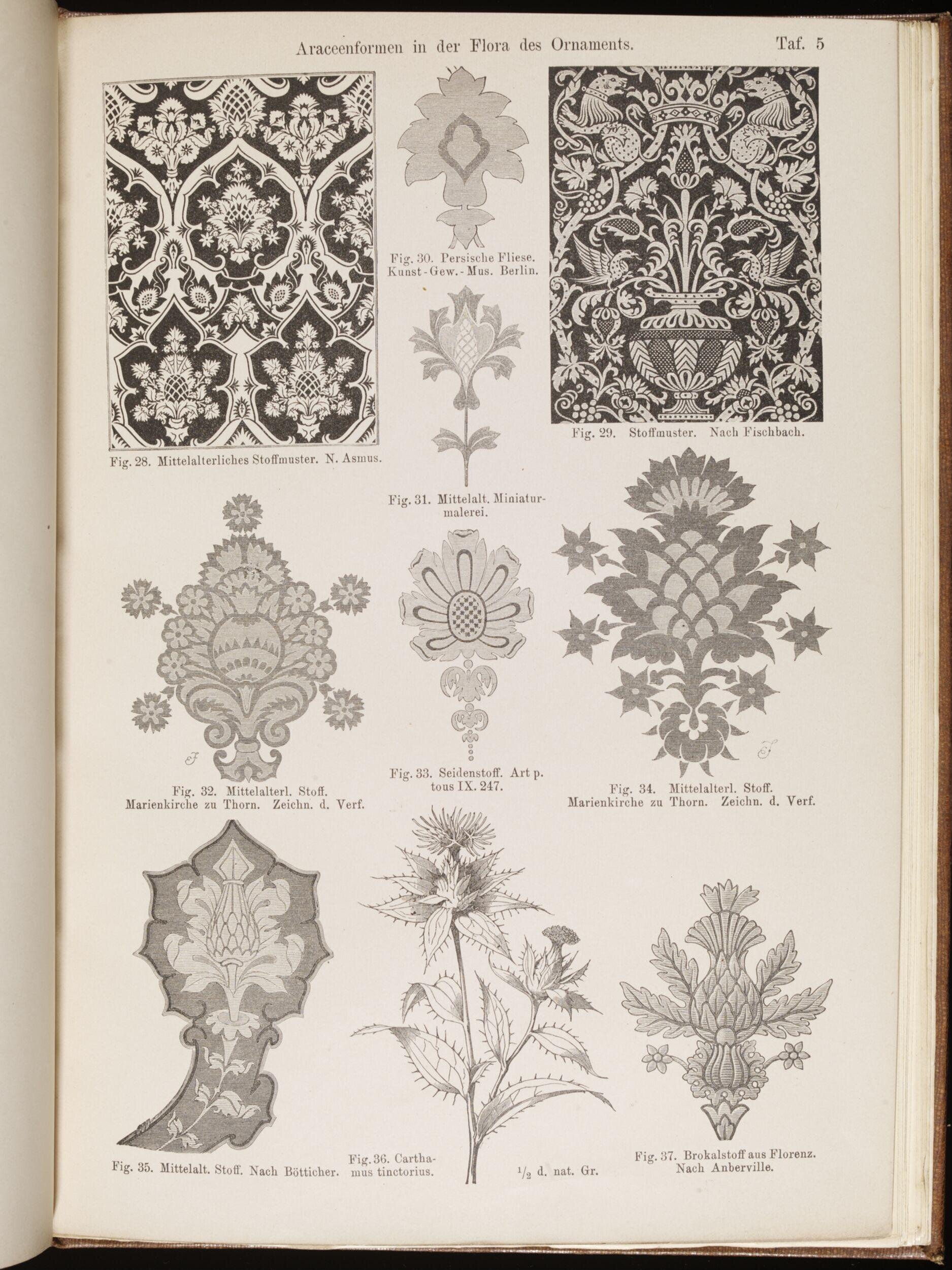 Araceenformen in der Flora des Ornaments