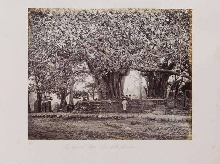 The Sacred 'Pipul' Tree of the Hindoos top image