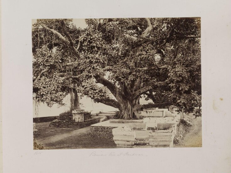 1615 - Banian tree at Hardwar top image