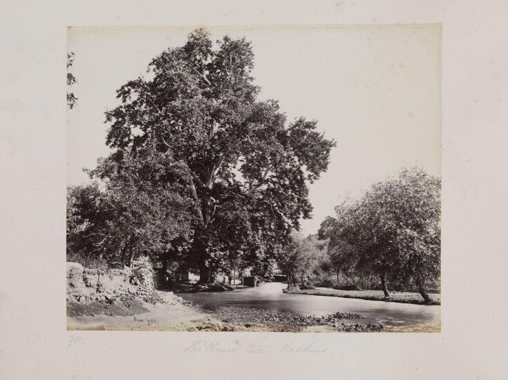 780- The "Chinar" Tree, Kashmir top image