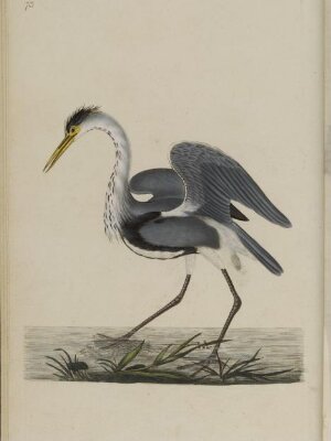 The natural history of British birds; or, A selection of the most rare, beautiful, and interesting birds, which inhabit this country: the descriptions from the Systema naturae of Linnaeus; with general observations, either original, or collected from the latest and most esteemed English ornithologists; and embellished with figures, drawn, engraved, and coloured from the original specimens. By E. Donovan