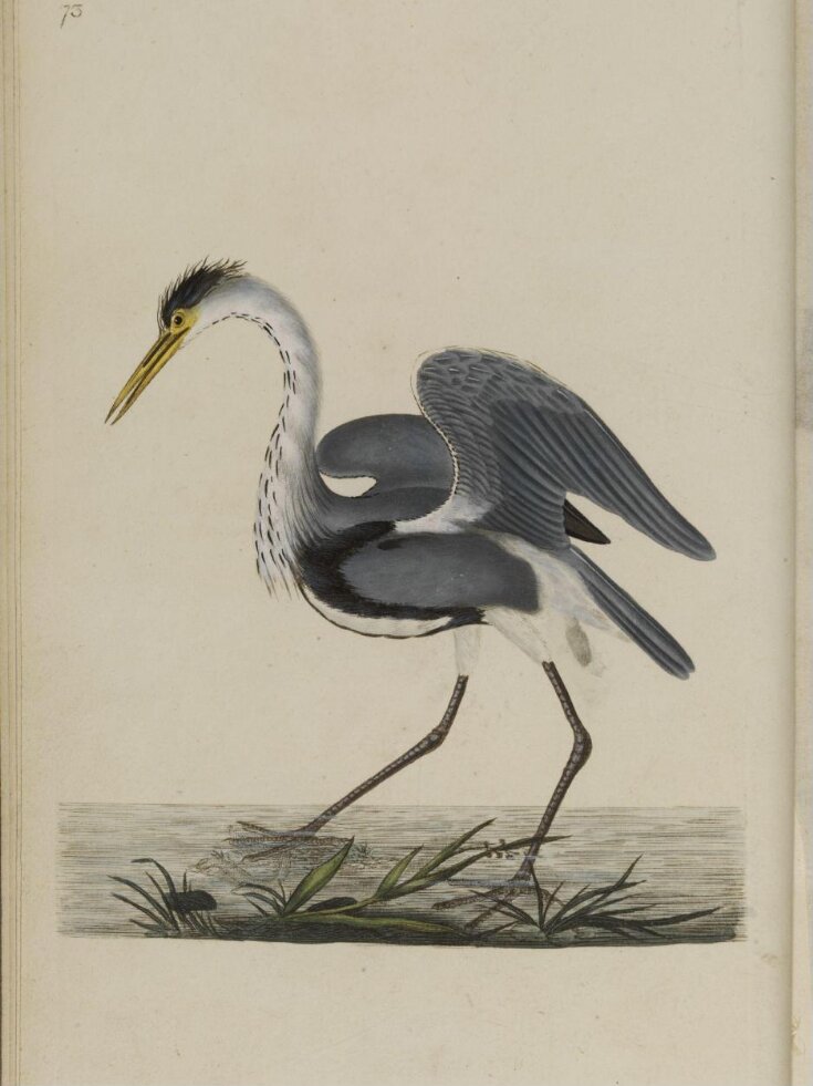 The natural history of British birds; or, A selection of the most rare, beautiful, and interesting birds, which inhabit this country: the descriptions from the Systema naturae of Linnaeus; with general observations, either original, or collected from the latest and most esteemed English ornithologists; and embellished with figures, drawn, engraved, and coloured from the original specimens. By E. Donovan top image