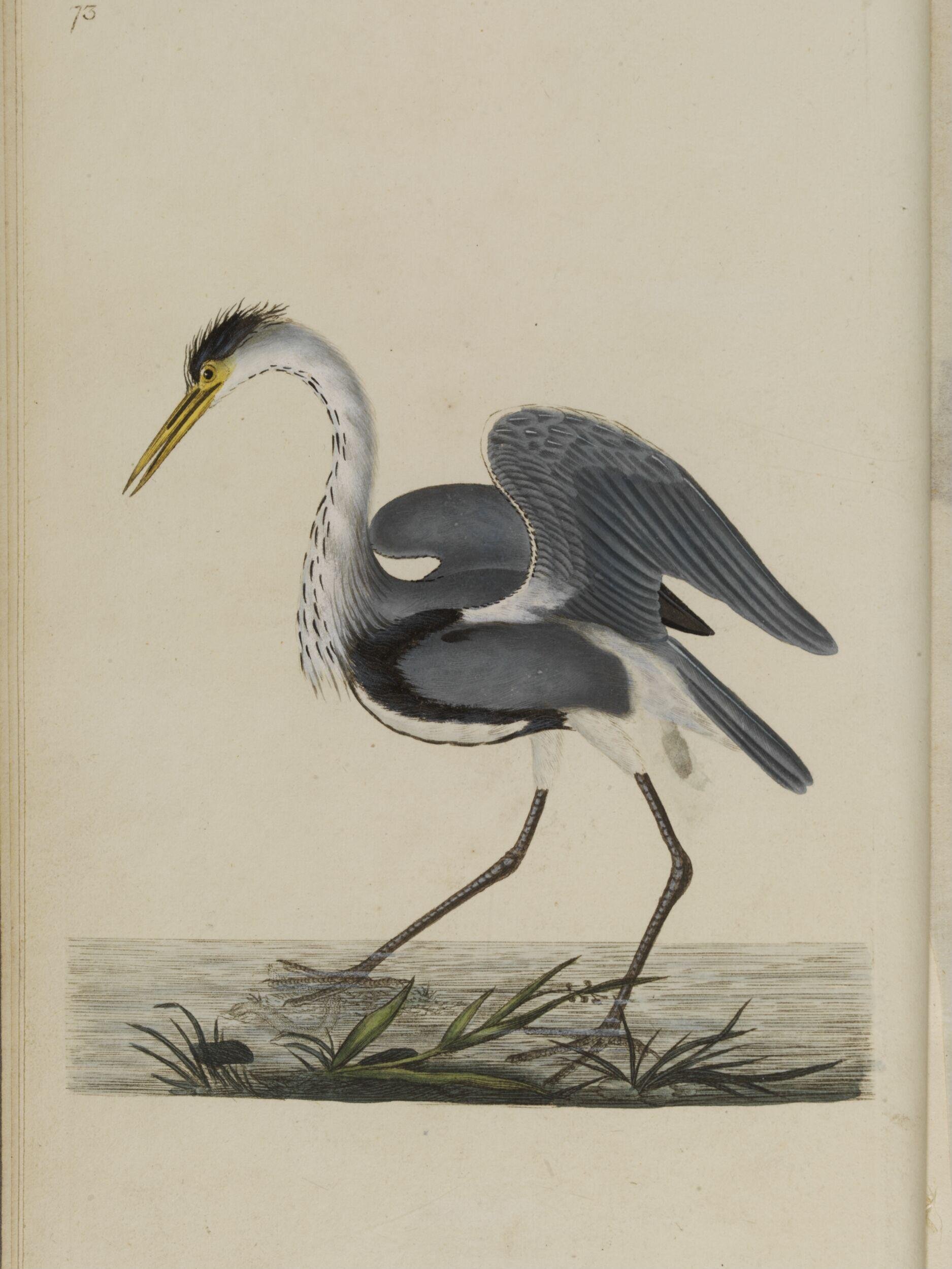 The natural history of British birds; or, A selection of the most rare, beautiful, and interesting birds, which inhabit this country: the descriptions from the Systema naturae of Linnaeus; with general observations, either original, or collected from the latest and most esteemed English ornithologists; and embellished with figures, drawn, engraved, and coloured from the original specimens. By E. Donovan
