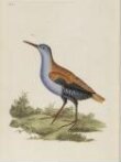 The natural history of British birds; or, A selection of the most rare, beautiful, and interesting birds, which inhabit this country: the descriptions from the Systema naturae of Linnaeus; with general observations, either original, or collected from the latest and most esteemed English ornithologists; and embellished with figures, drawn, engraved, and coloured from the original specimens. By E. Donovan thumbnail 2