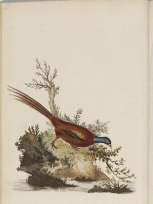 The natural history of British birds