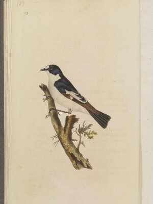 The natural history of British birds; or, A selection of the most rare, beautiful, and interesting birds, which inhabit this country: the descriptions from the Systema naturae of Linnaeus; with general observations, either original, or collected from the latest and most esteemed English ornithologists; and embellished with figures, drawn, engraved, and coloured from the original specimens. By E. Donovan