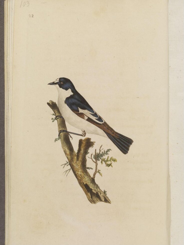 The natural history of British birds; or, A selection of the most rare, beautiful, and interesting birds, which inhabit this country: the descriptions from the Systema naturae of Linnaeus; with general observations, either original, or collected from the latest and most esteemed English ornithologists; and embellished with figures, drawn, engraved, and coloured from the original specimens. By E. Donovan top image