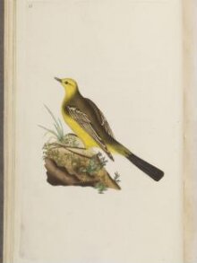 The natural history of British birds; or, A selection of the most rare, beautiful, and interesting birds, which inhabit this country: the descriptions from the Systema naturae of Linnaeus; with general observations, either original, or collected from the latest and most esteemed English ornithologists; and embellished with figures, drawn, engraved, and coloured from the original specimens. By E. Donovan thumbnail 1