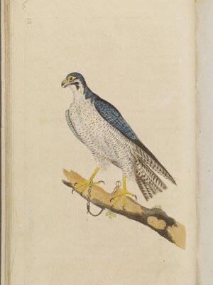 The natural history of British birds; or, A selection of the most rare, beautiful, and interesting birds, which inhabit this country: the descriptions from the Systema naturae of Linnaeus; with general observations, either original, or collected from the latest and most esteemed English ornithologists; and embellished with figures, drawn, engraved, and coloured from the original specimens. By E. Donovan