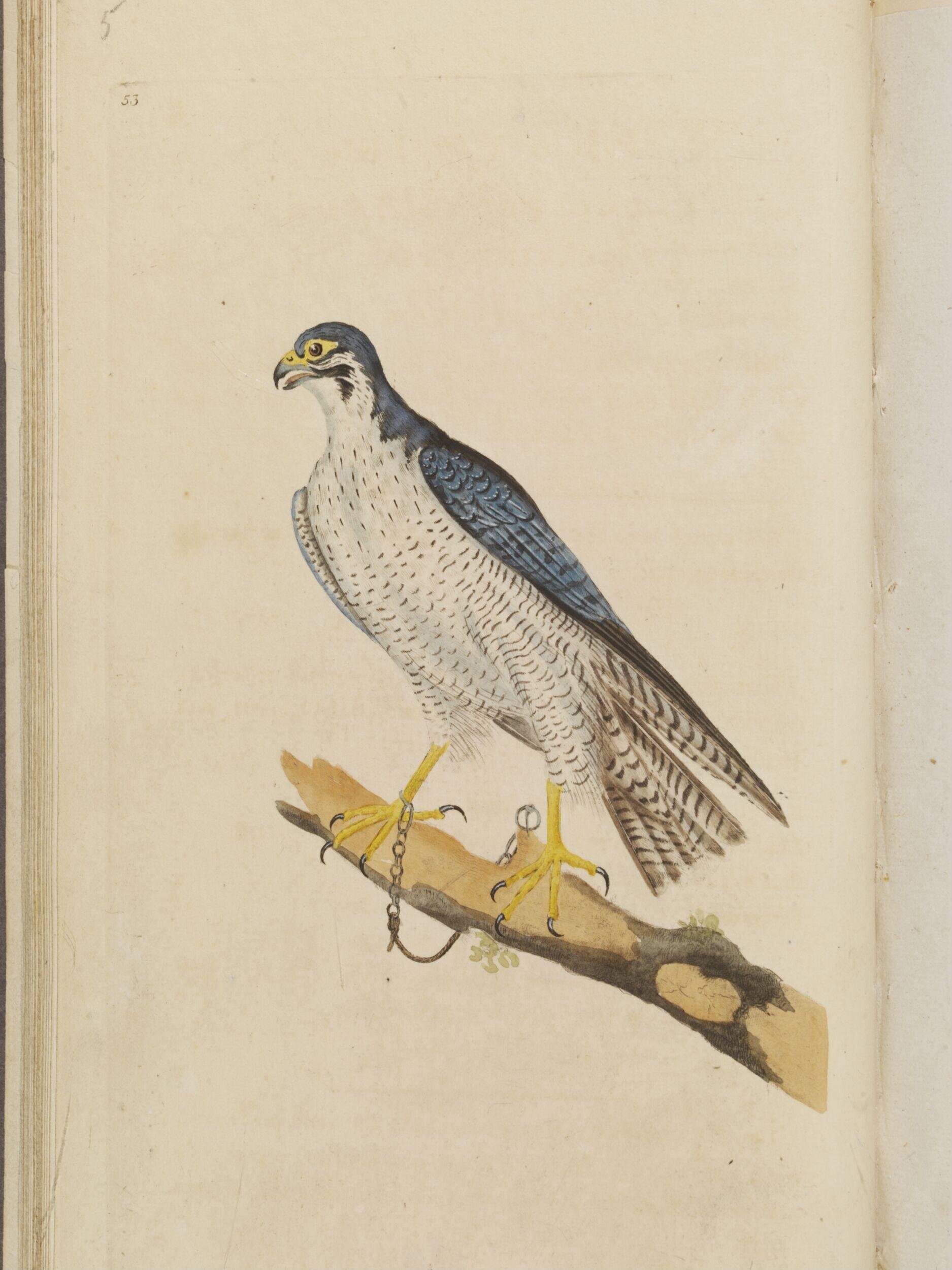 The natural history of British birds; or, A selection of the most rare, beautiful, and interesting birds, which inhabit this country: the descriptions from the Systema naturae of Linnaeus; with general observations, either original, or collected from the latest and most esteemed English ornithologists; and embellished with figures, drawn, engraved, and coloured from the original specimens. By E. Donovan