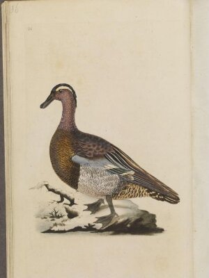 The natural history of British birds; or, A selection of the most rare, beautiful, and interesting birds, which inhabit this country: the descriptions from the Systema naturae of Linnaeus; with general observations, either original, or collected from the latest and most esteemed English ornithologists; and embellished with figures, drawn, engraved, and coloured from the original specimens. By E. Donovan