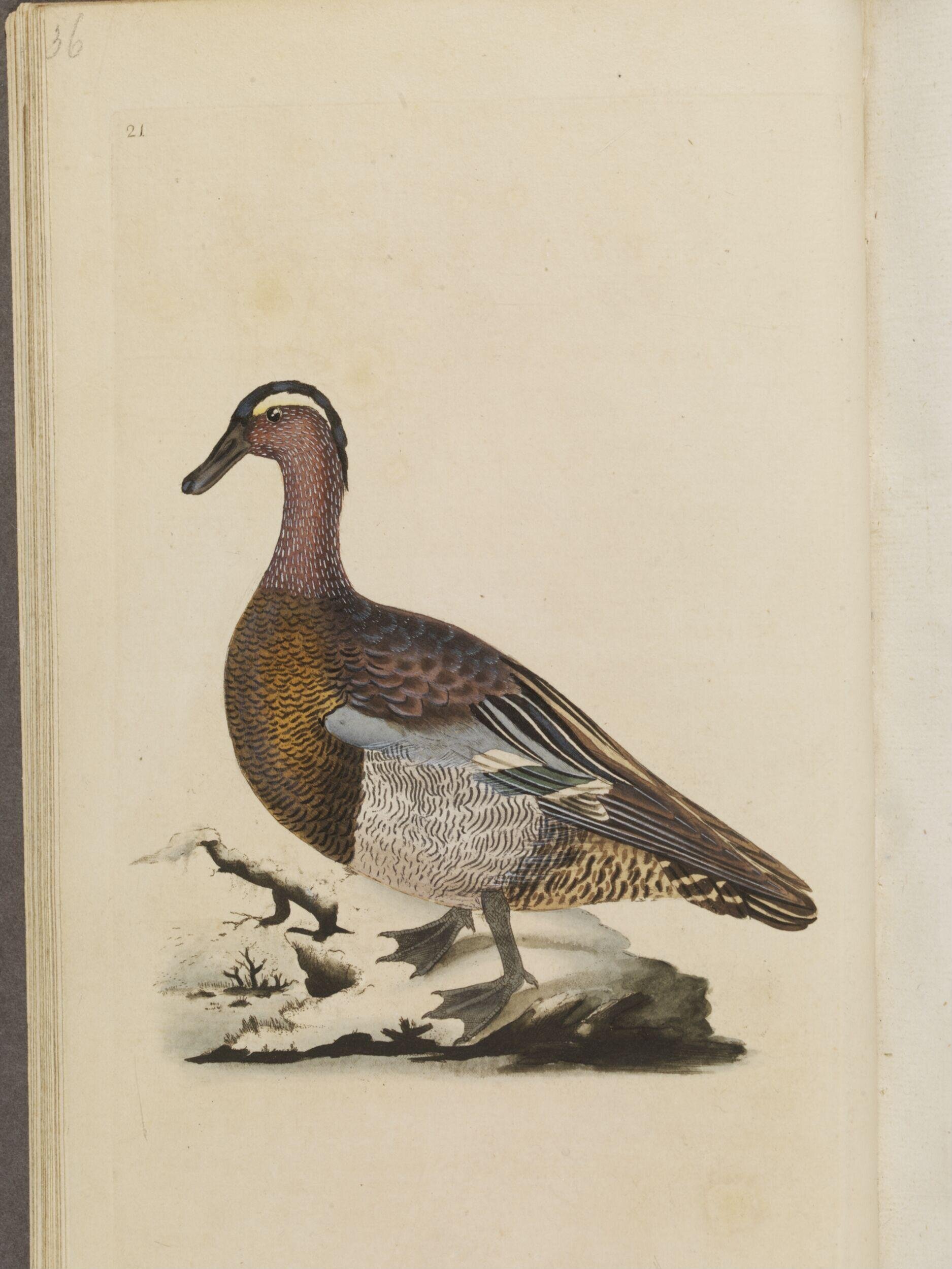 The natural history of British birds; or, A selection of the most rare, beautiful, and interesting birds, which inhabit this country: the descriptions from the Systema naturae of Linnaeus; with general observations, either original, or collected from the latest and most esteemed English ornithologists; and embellished with figures, drawn, engraved, and coloured from the original specimens. By E. Donovan