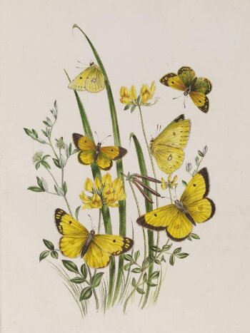 British butterflies and their transformations / arranged and illustrated in a series of plates by H. N. Humphreys, esq.; with characters and descriptions by J. O. Westwood