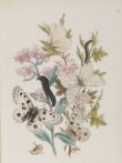British butterflies and their transformations / arranged and illustrated in a series of plates by H. N. Humphreys, esq.; with characters and descriptions by J. O. Westwood thumbnail 2