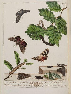 The Aurelian : a natural history of English moths and butterflies, together with the plants on which they feed / drawn, engraved and coloured from the natural objects by Moses Harris