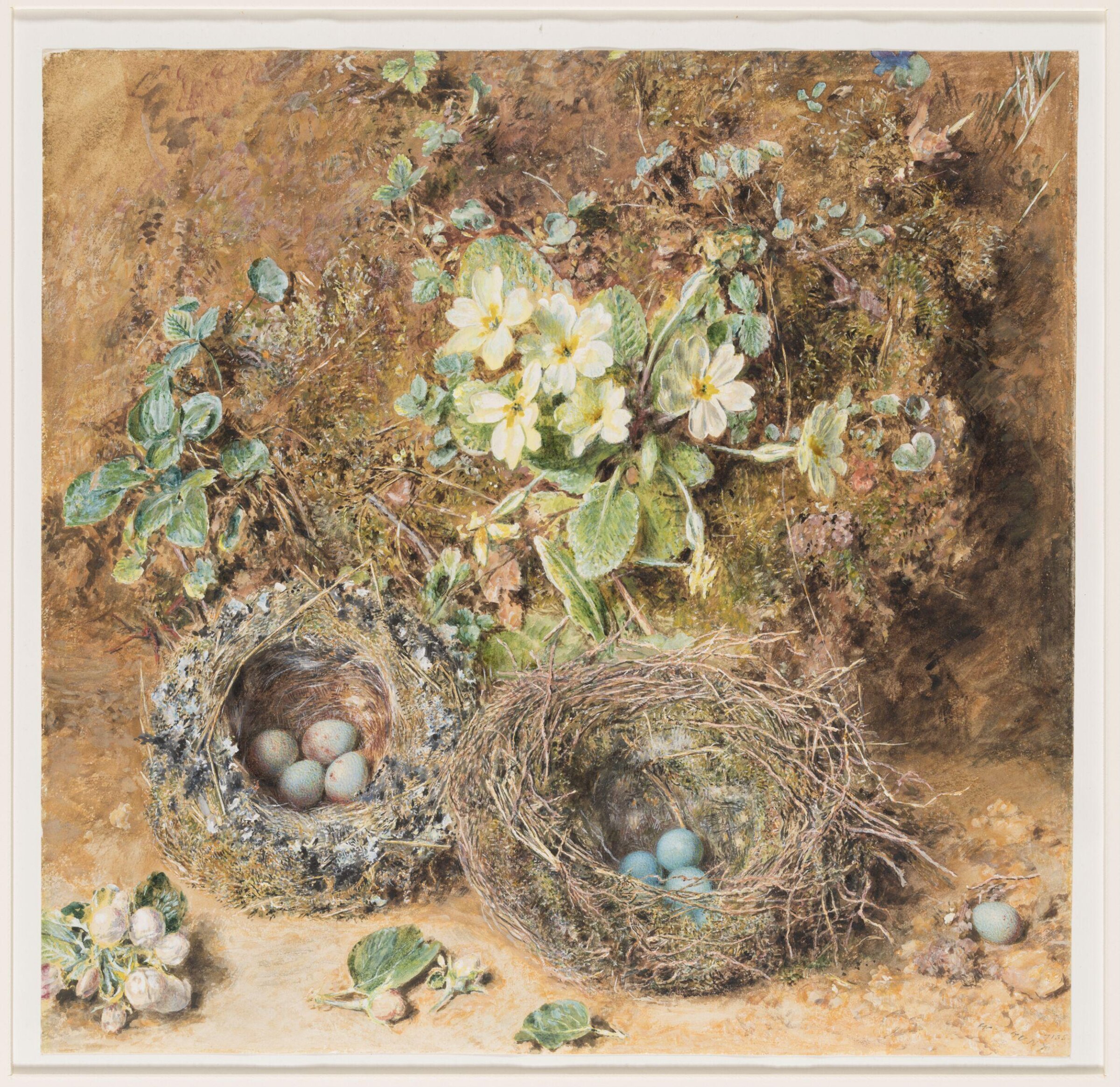 Primroses and Bird's Nests, William Henry Hunt, ca. 1850