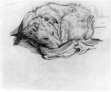 Study of a dog thumbnail 1