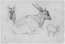 Studies of a gazelle thumbnail 1