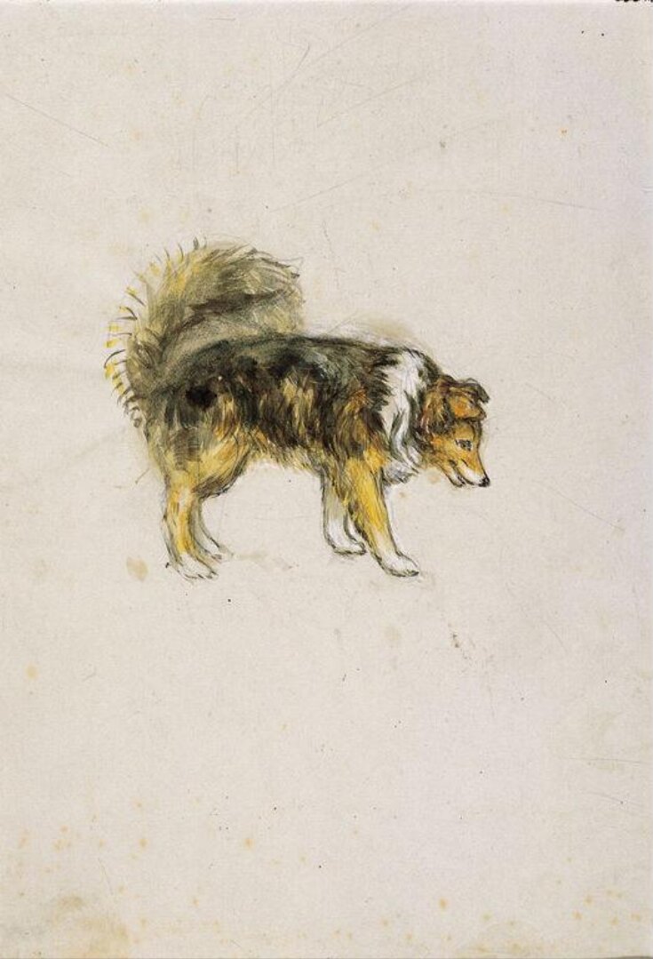 Side view of a dog, 'Kep' top image