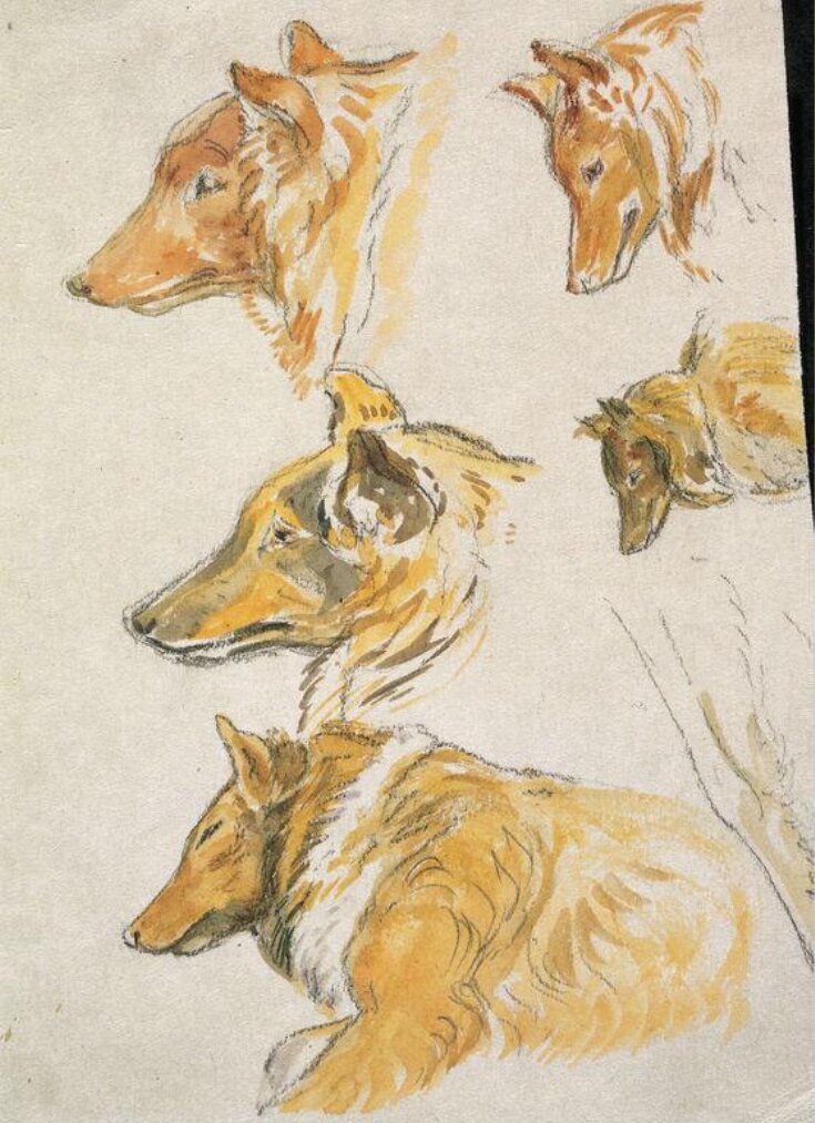 Studies of the head of a dog, 'Kep' top image