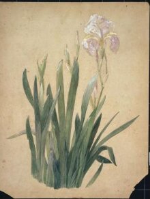 A group of irises, one in flower thumbnail 1