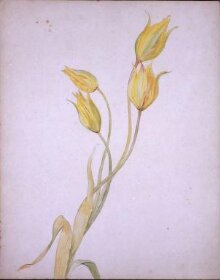Yellow tulips thumbnail 1