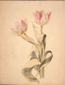 Pink and white tulips thumbnail 1