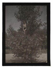 Heinz Paneth in a Tree thumbnail 1