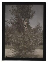 Heinz Paneth in a Tree thumbnail 2