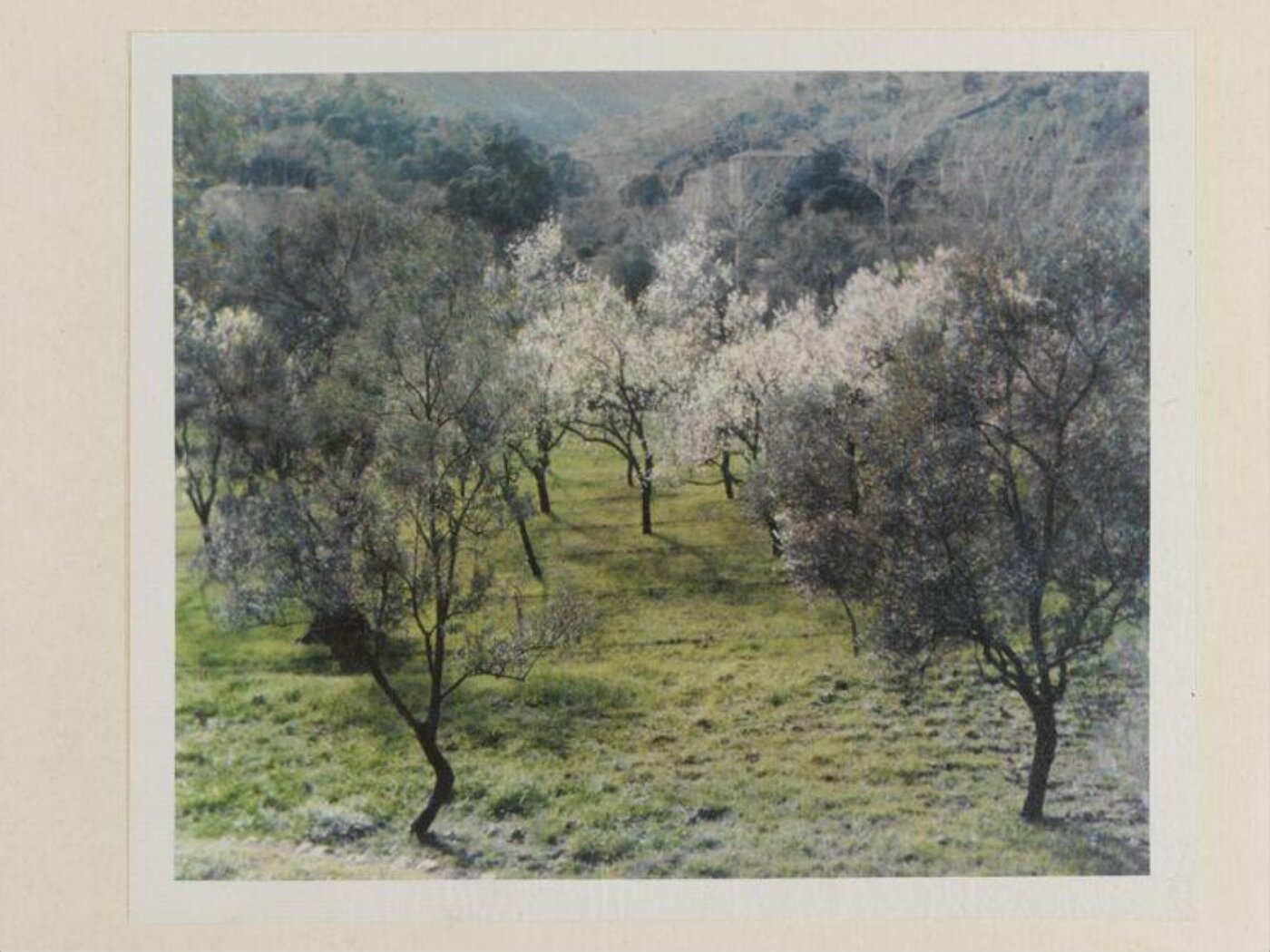 Warburg, Agnes Beatrice, Olives and almonds, Majorca