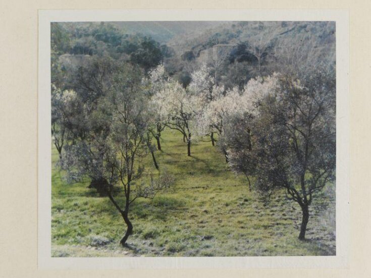 Olives and almonds, Majorca top image