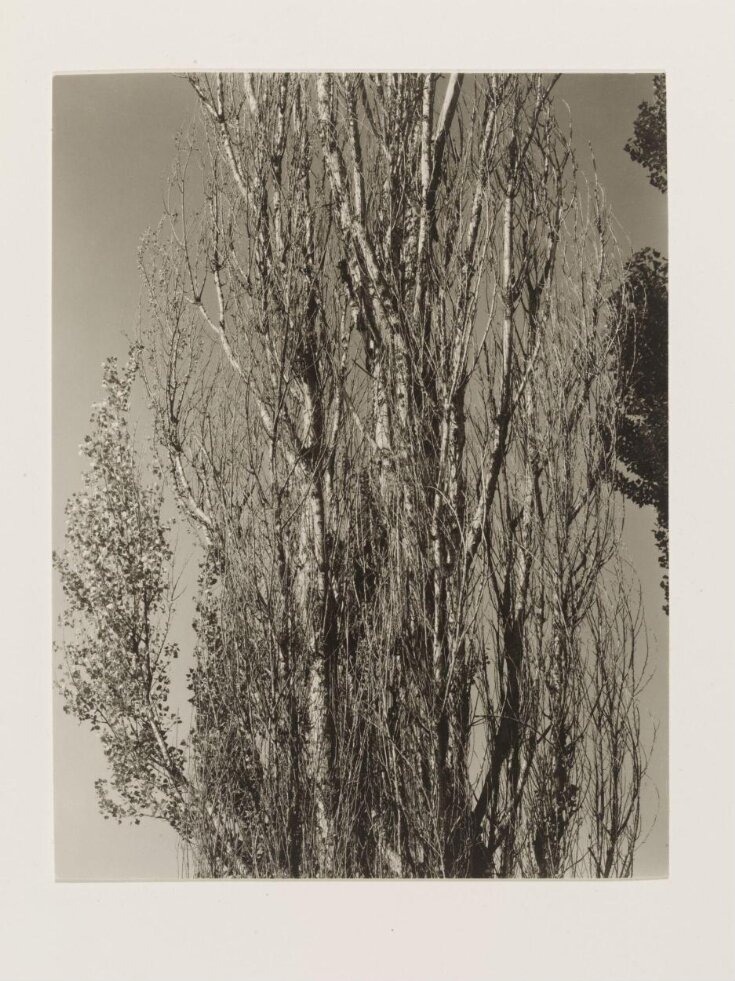 Poplars, Lake George | Stieglitz, Alfred | V&A Explore The Collections