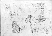 Cats, horses, a duck and a cow thumbnail 1