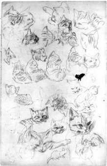 Studies of a kitten in various positions thumbnail 1