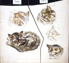Studies of the head of a kitten thumbnail 1