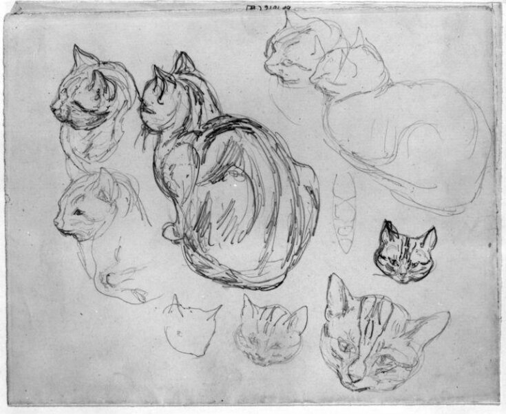 Studies of a kitten sitting top image