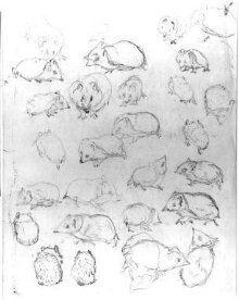 Studies of a hedgehog thumbnail 1
